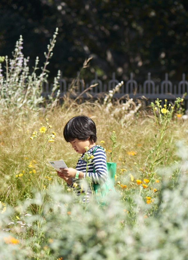 child in pollinator meadow