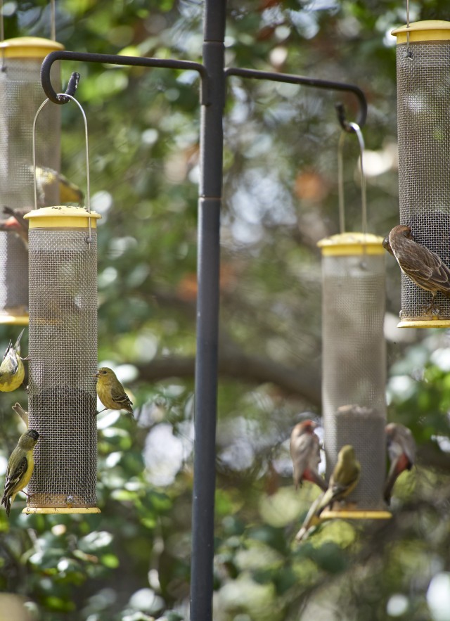 A group of birds make use of the feeds at the Museum&#039;s bird watching platform