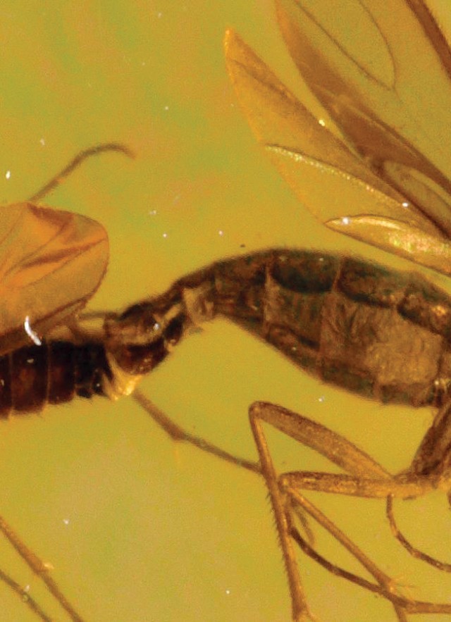 Amber fly and wing trapped in amber