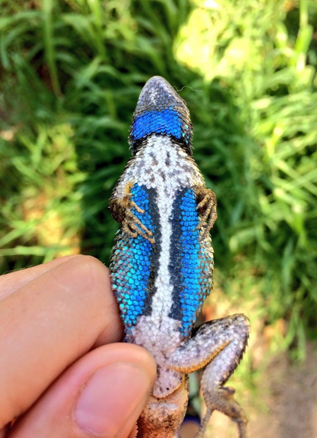 Western Fence Lizard Female