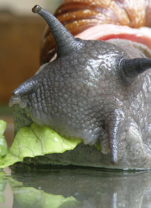 Brazilian Snail eating lettuce