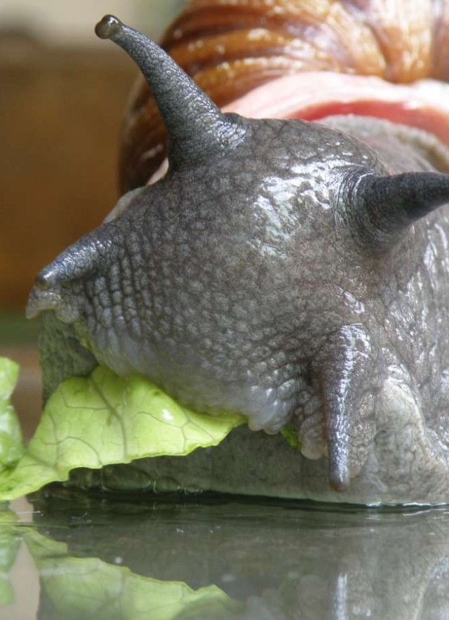 A Microscopic Look At Snail Jaws Nhm