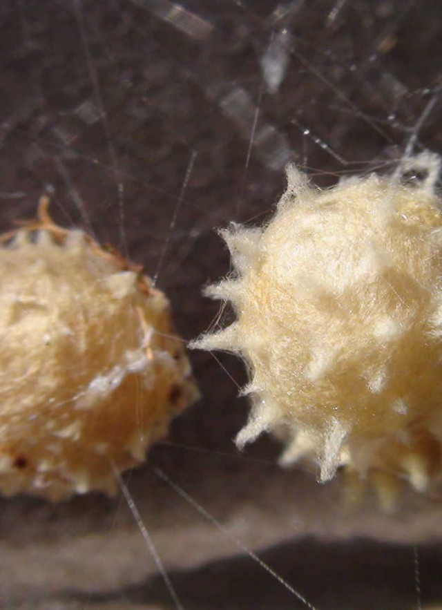 brown recluse with egg sac