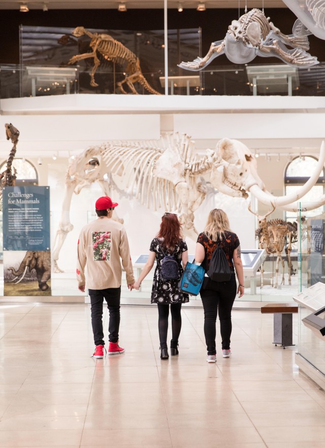 Three people look at mastodon skeleton in Age of Mammals