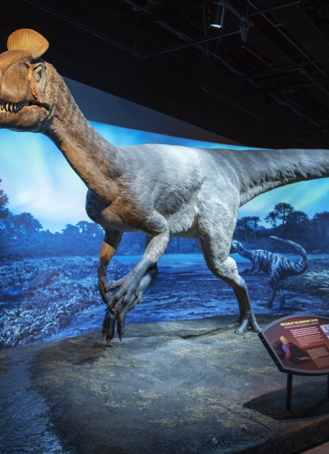museum installation of full-sized cryolophosaurus replica