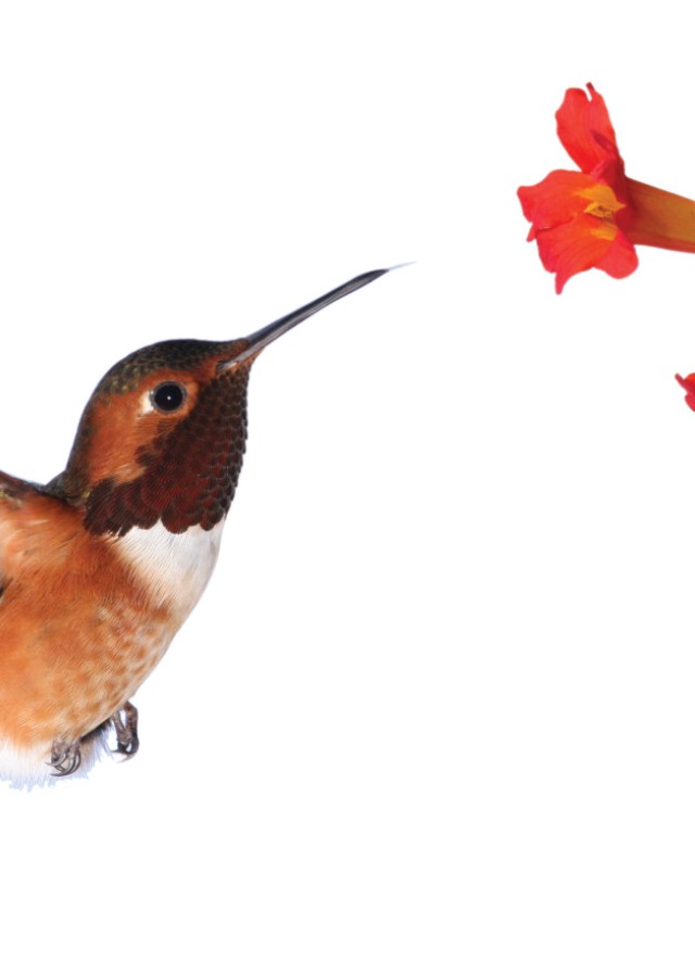 Hummingbird with flower