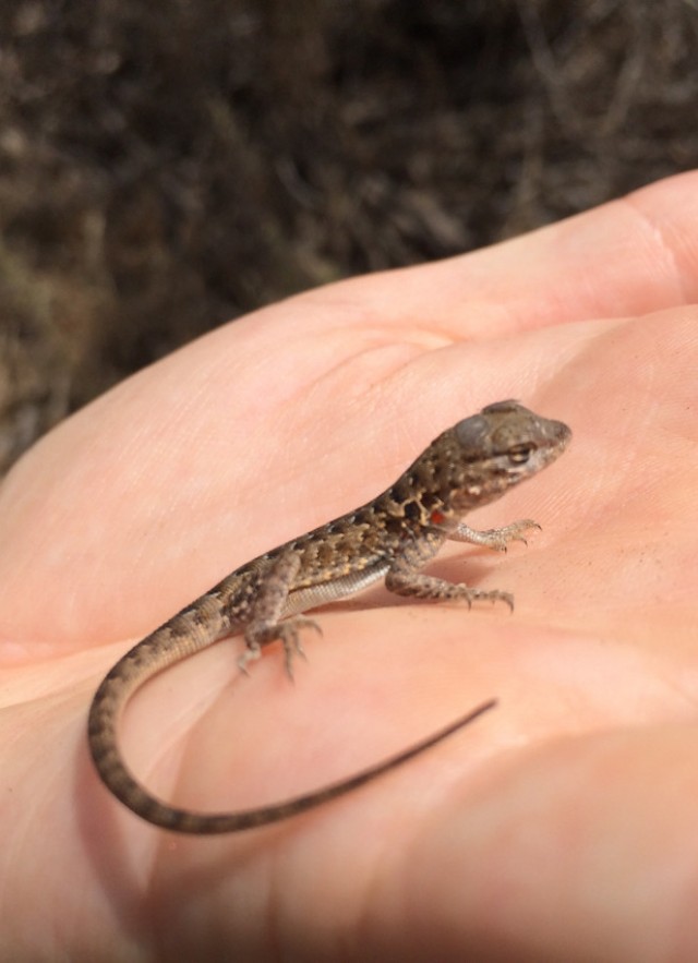 I love watching Blue Belly / Western Fence Lizards in my yard