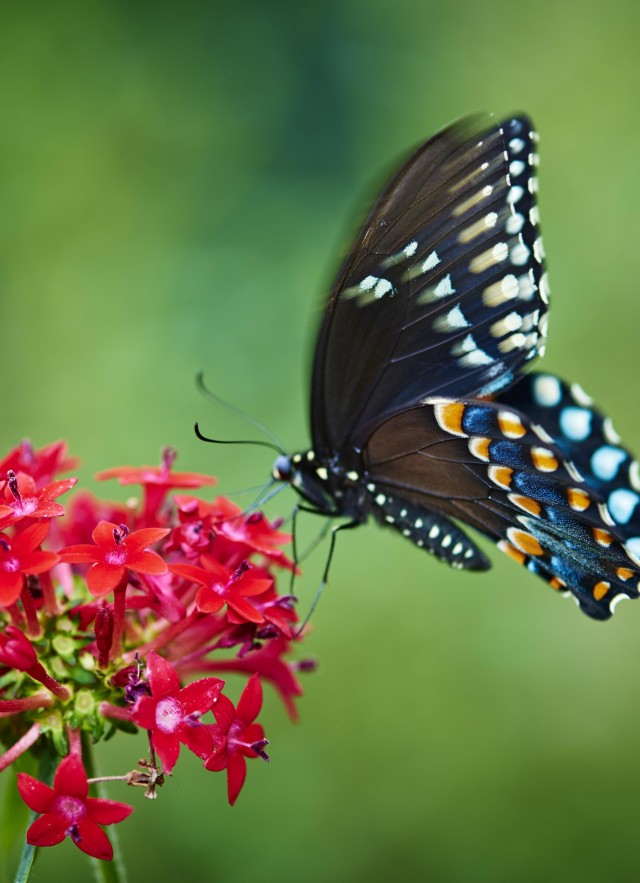 black butterfly on red flower