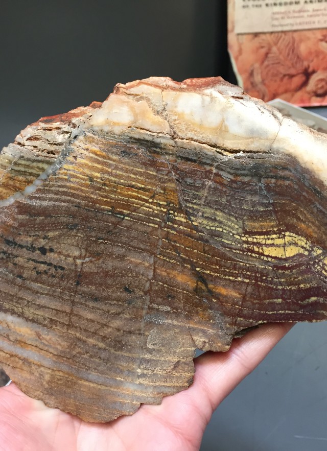 image of stromatolite, oldest fossil