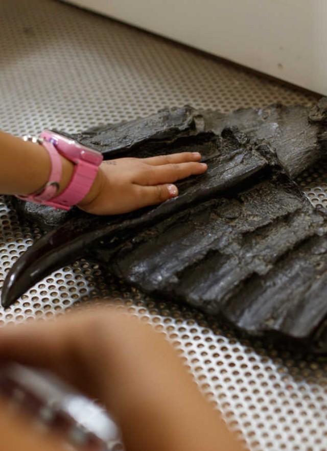 Girl feels dinosaur tooth in Dino Lab