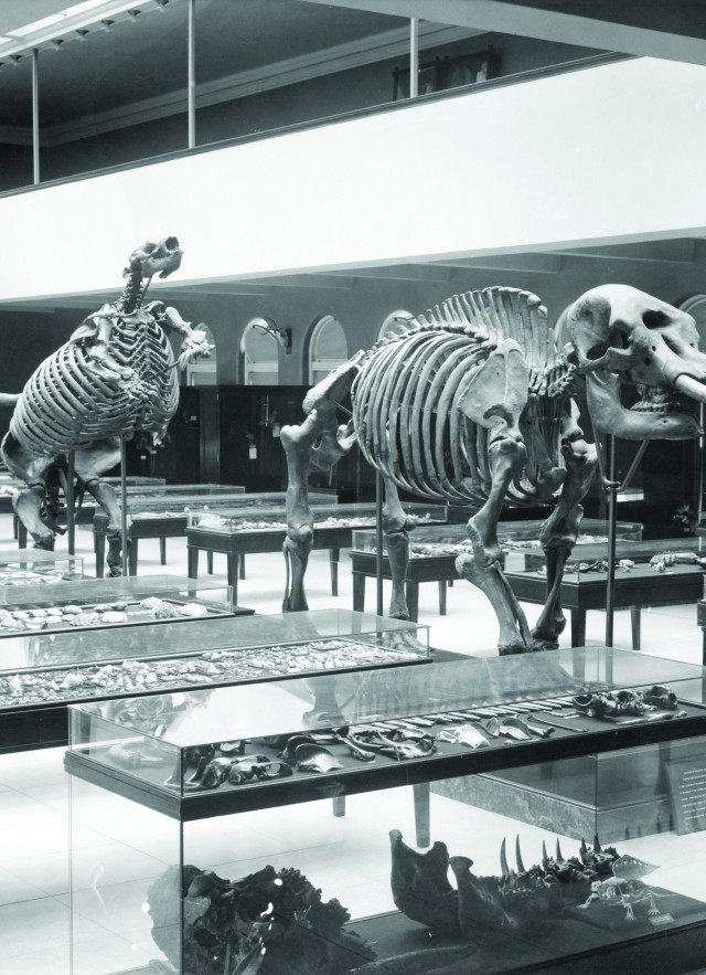 black and white image of mammal hall from old museum NHM