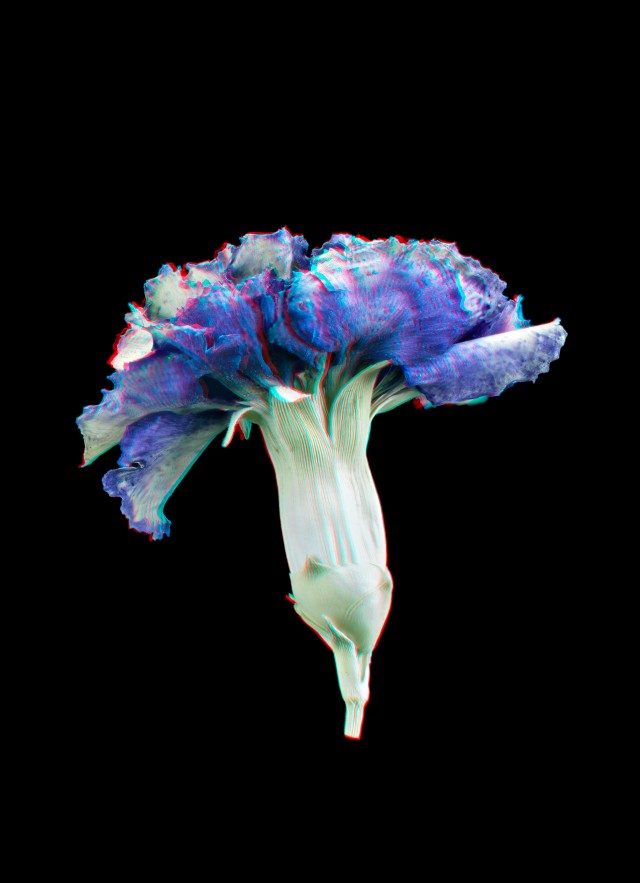 blue carnation from that was then exhibit extended