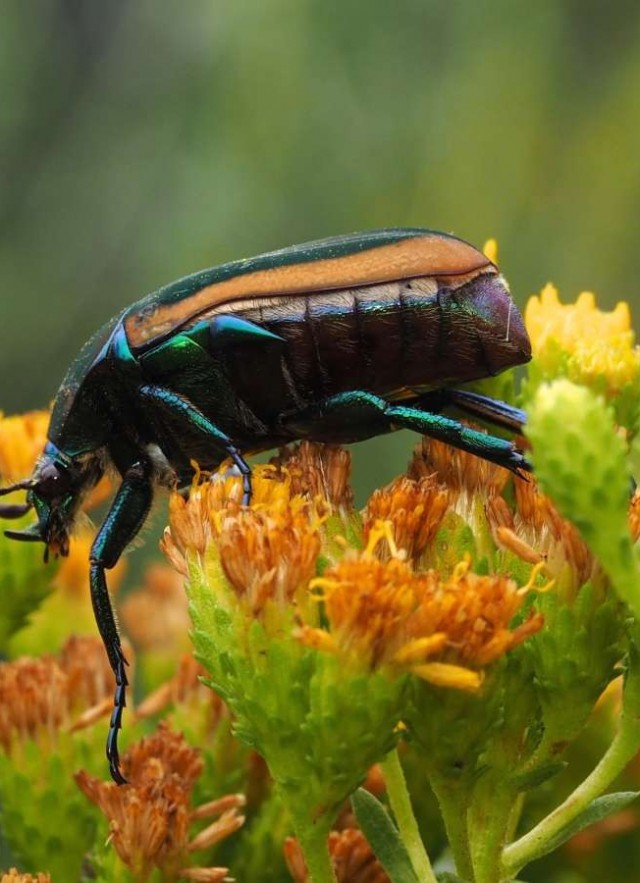 When Fig Beetles Attack Nhm