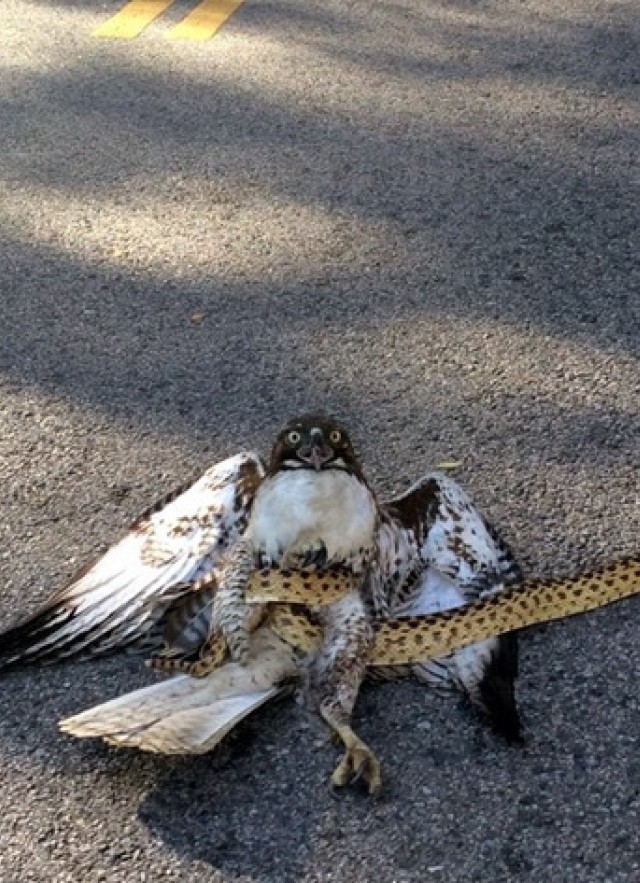 hawk vs snake