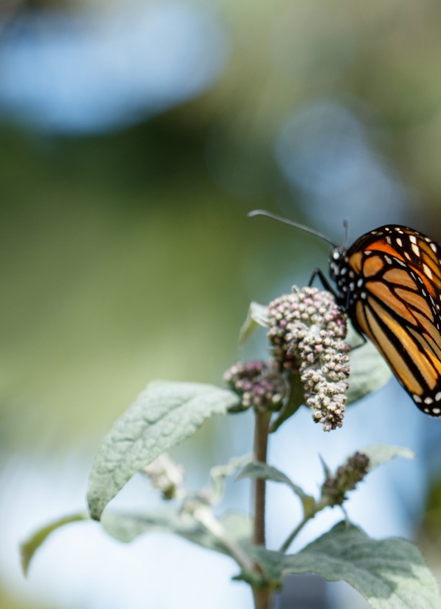 join and give footer NHM butterfly