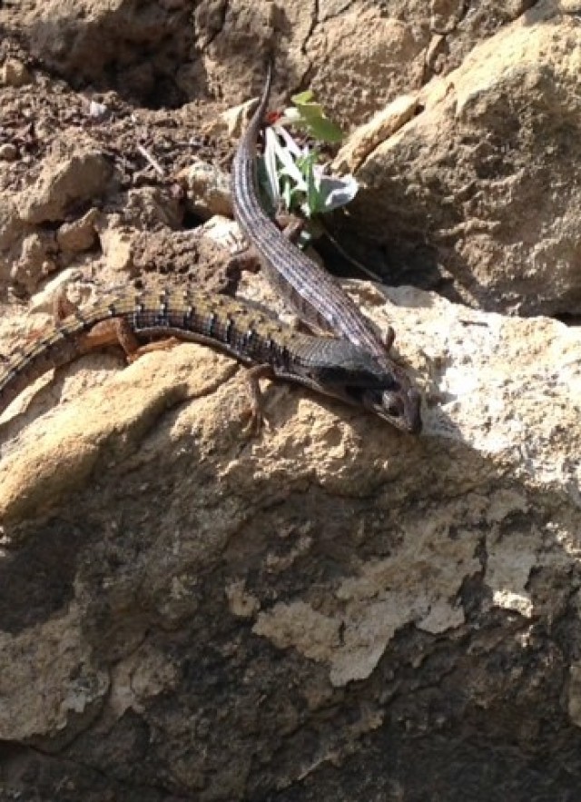 Snapshots of Nature: Long Island Lizards