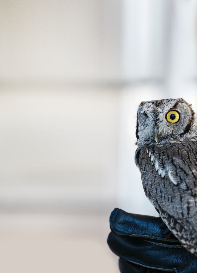 Odin Owl with handler