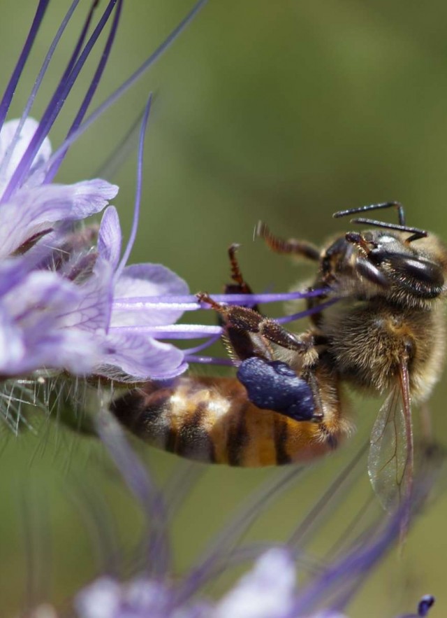 Phacelia bee on purple flower 