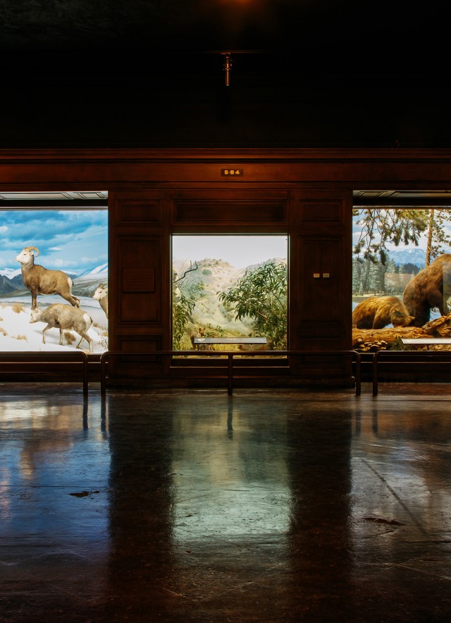 Mammals of North America dioramas