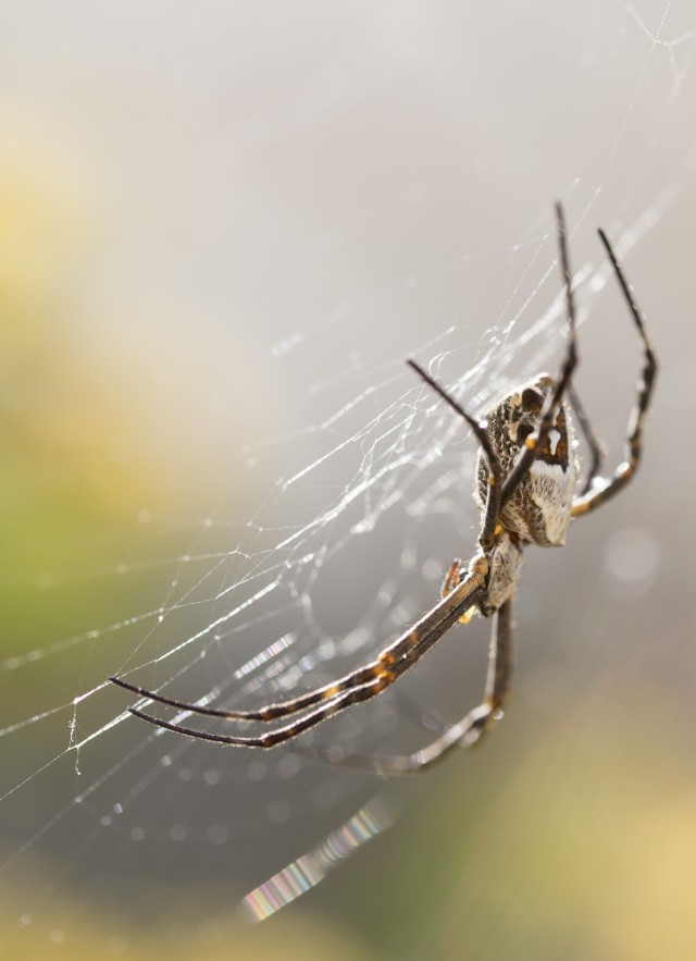 A closeup photograph of a silverback spider on its web