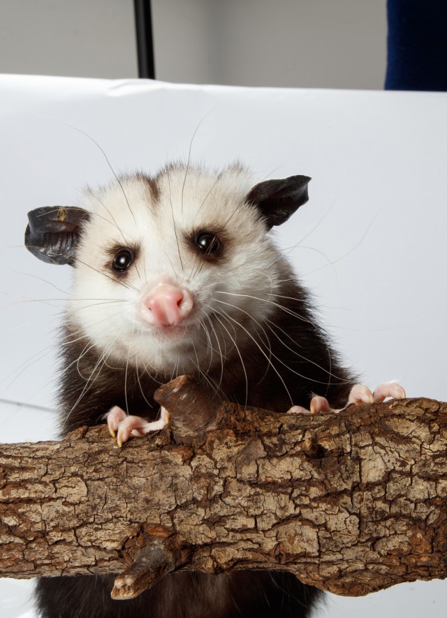 Baby Opossums in Your House! | Natural History Museum
