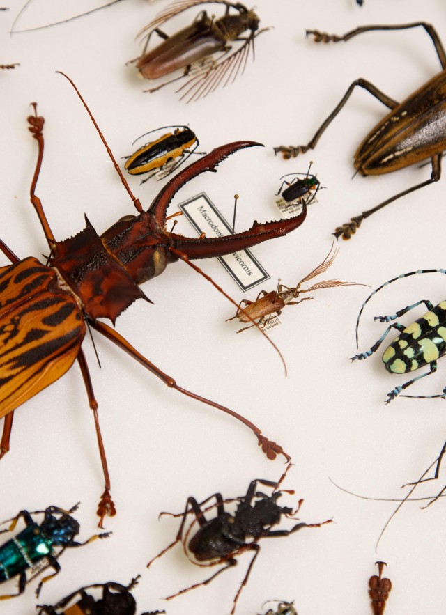 Entomology | Natural History Museum