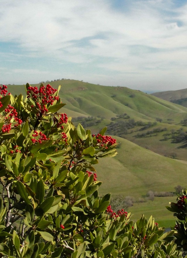 California Holly: How Hollywood Didn't Get its Name