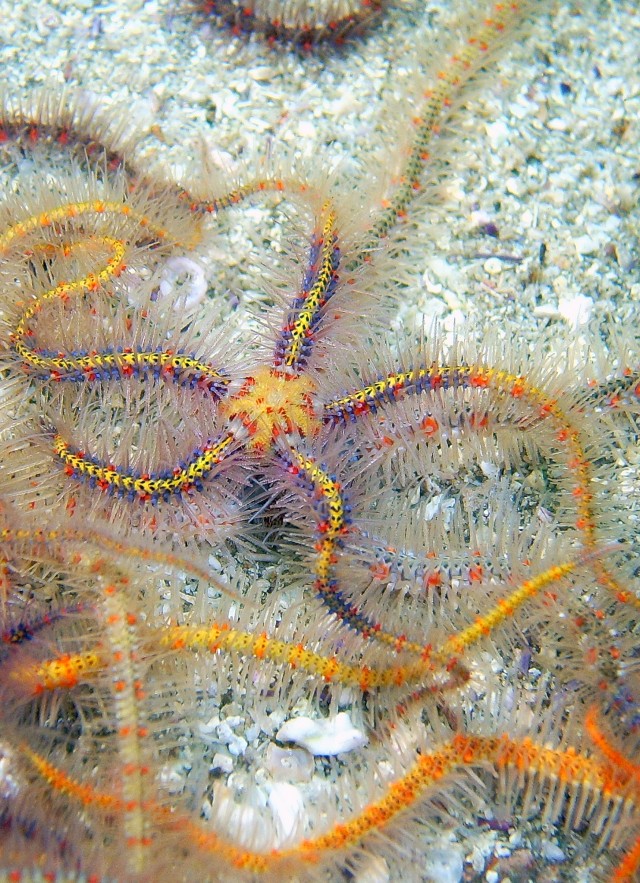 sea stars echinoderms marine biodiversity research and collections