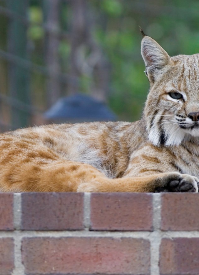 Backyard Bobcats of L.A. | Natural History Museum