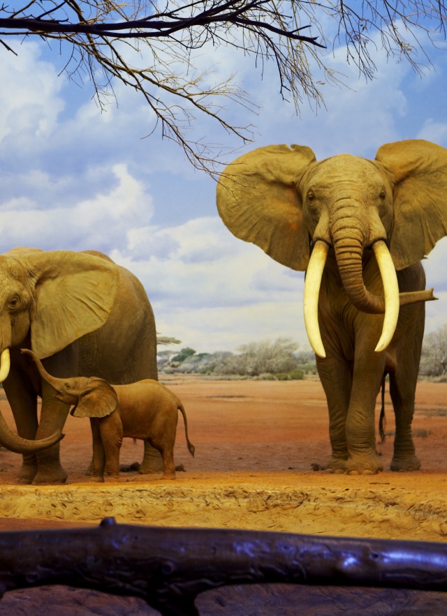 elephants in the african mammal hall