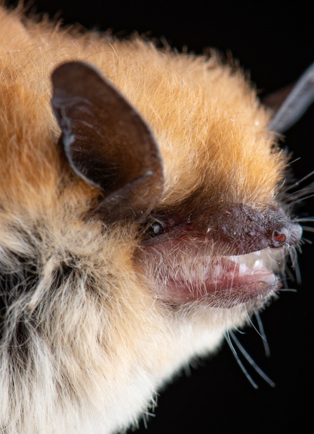 California myotis (Myotis californicus)