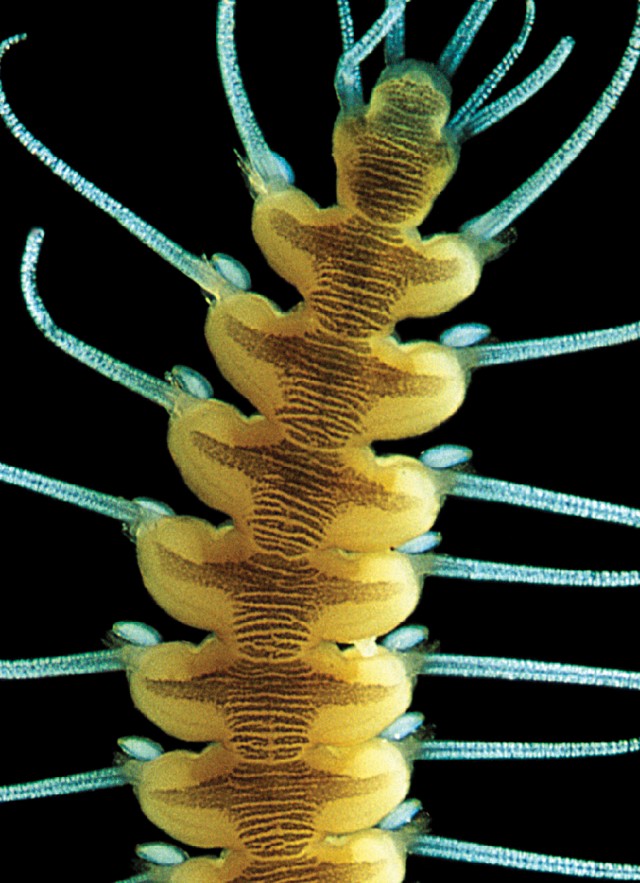 microscopic image of polychaete specimen collection