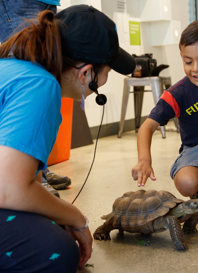 gallery interpreter with child and tortoise in nature lab meet a live animal