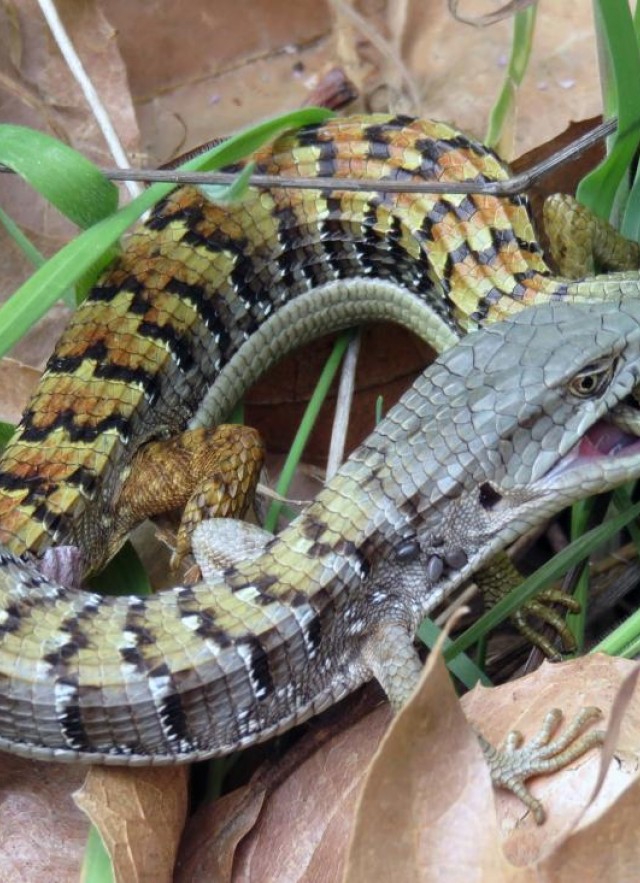 A pair of Southern Alligator Lizards in a mating hold