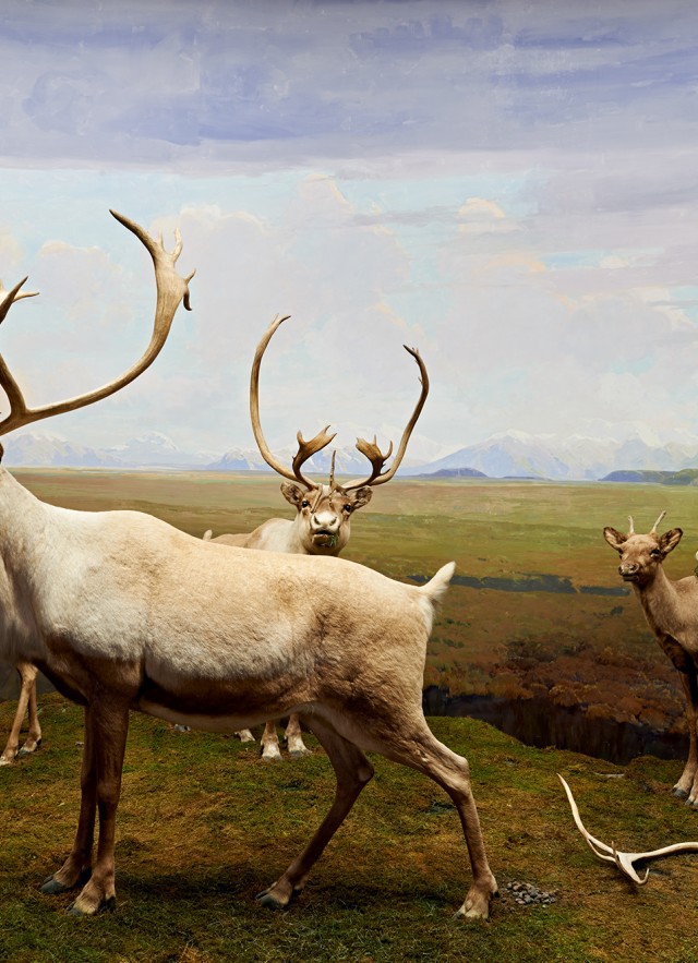 alliance circle north american mammal hall diorama