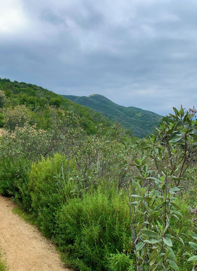 View of a hiking trail at Placerita Canyon