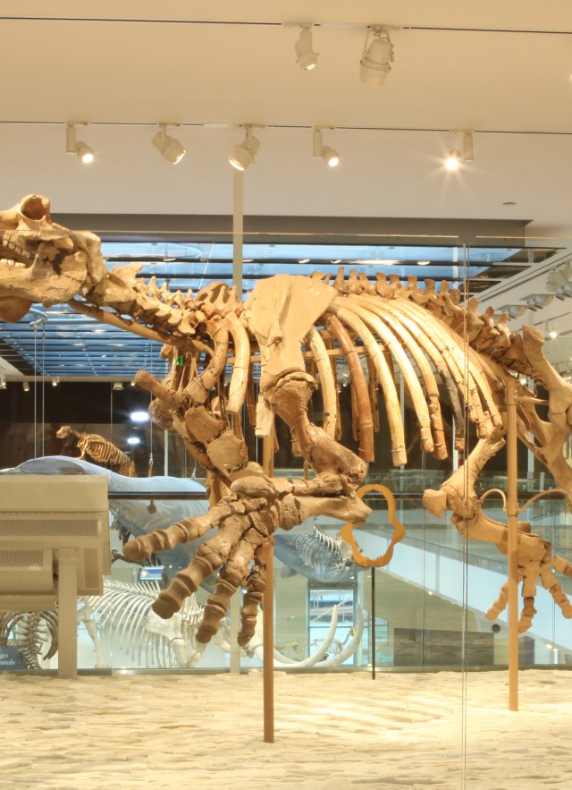 Vertebrate Paleontology | Natural History Museum
