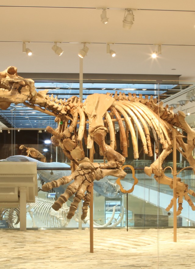 The holotype skeleton of the extinct aquatic herbivore Neoparadoxia cecilialina from the Monterey Formation of Orange County.