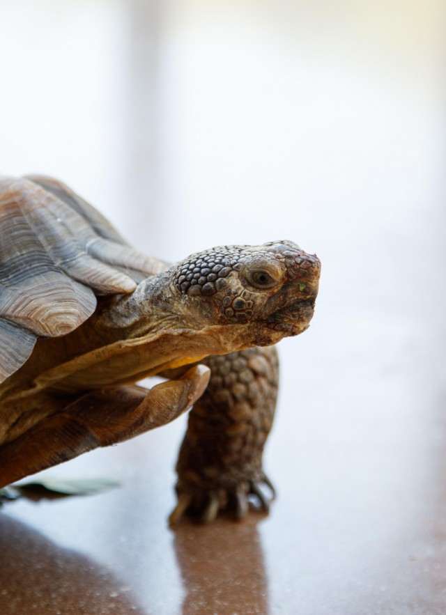 CA desert tortoise
