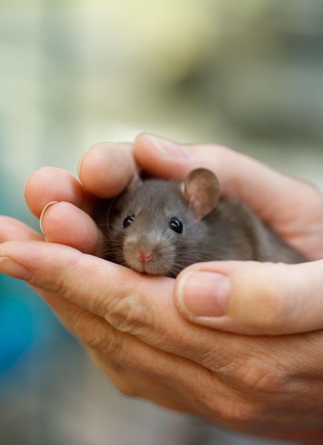 Hands holding rat