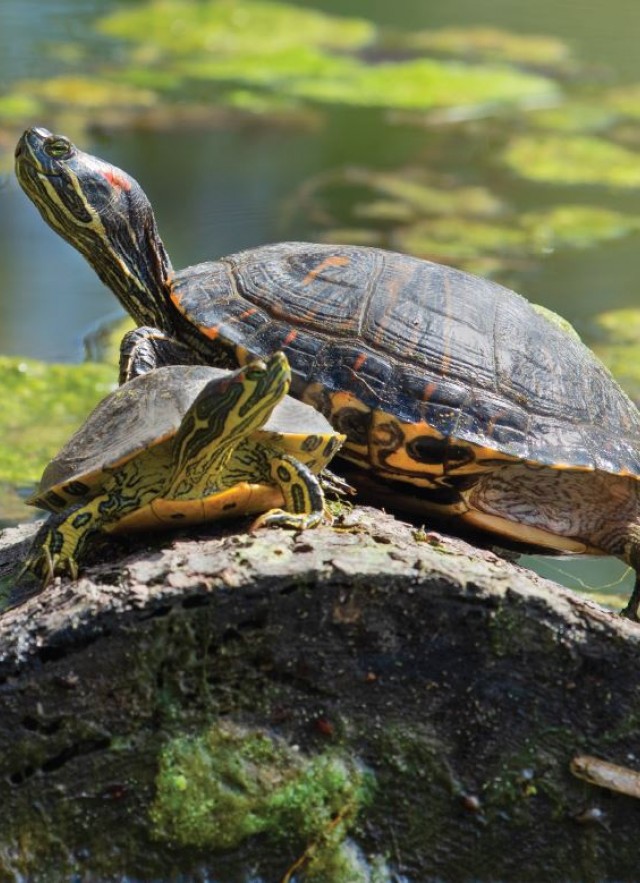 Red-eared slider turtles in Franklin Canyon Park