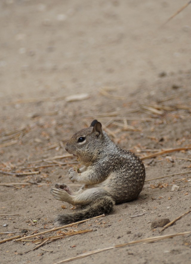 eastern fox squirrel baby