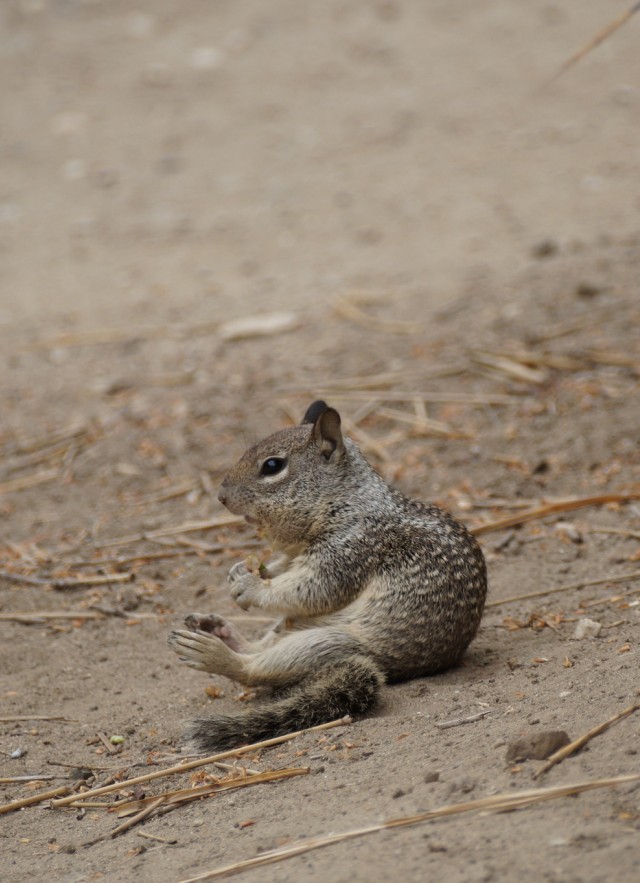 squirrel baby