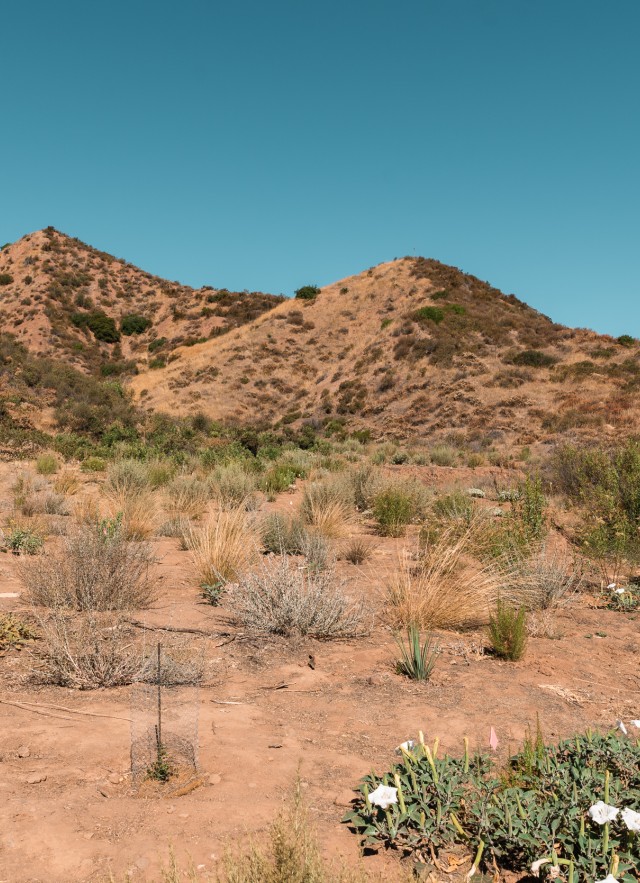 Landscape view of San Francisquito Canyon