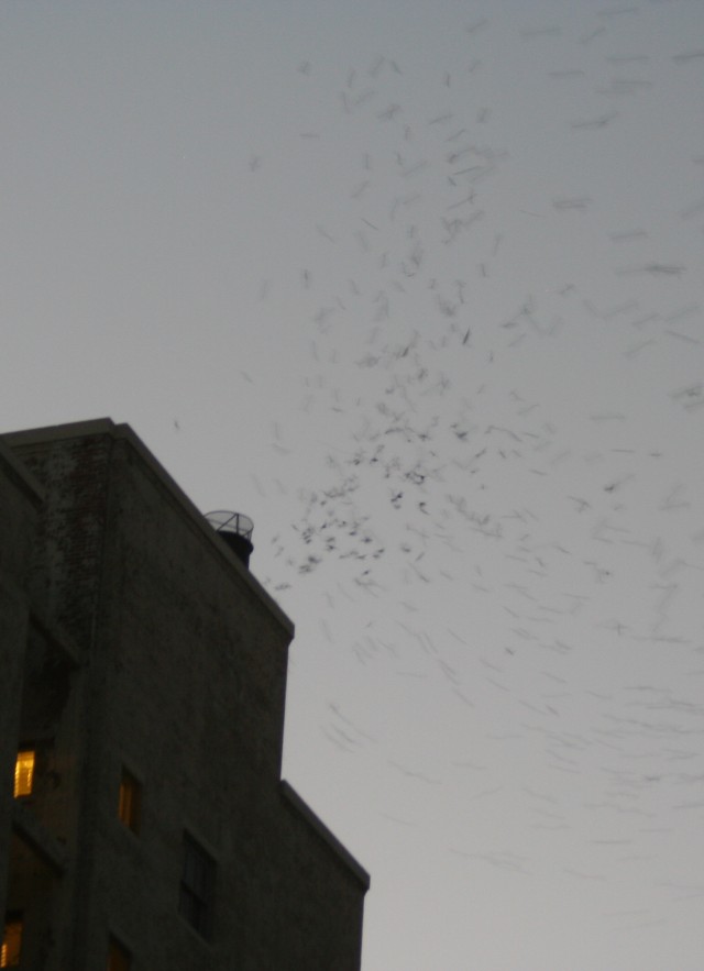 Seeking Swifts in L.A. | Natural History Museum