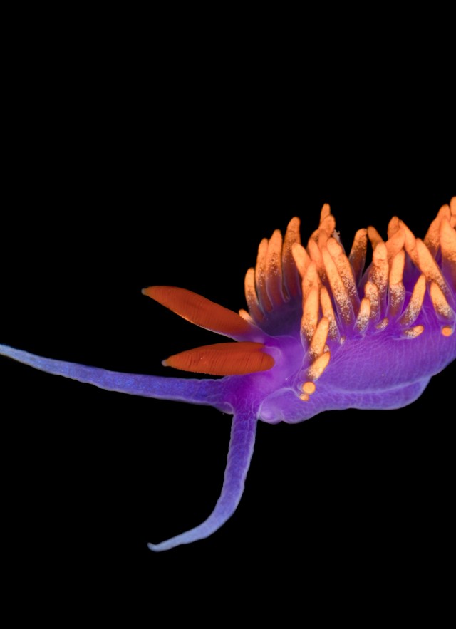 Close up of spanish shawl collected by NHM's DISCO project