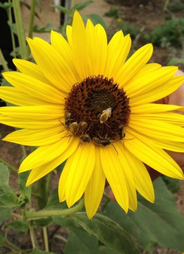 Sunflower, huddle, long-horned bees