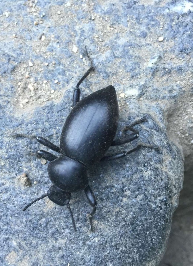 Stink Beetle Hits the Trails