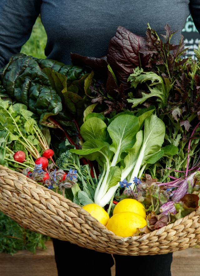Join a Gardener to find out what we’re harvesting in our Edible Garden!