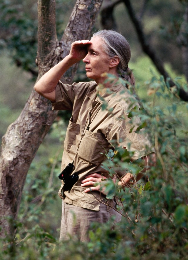 Jane Goodall making an observation outdoors